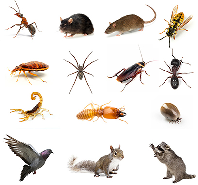 pestnet clients pest type