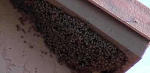 Africanized Honeybee Swarm