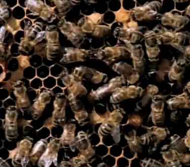 Africanized Honey Bees