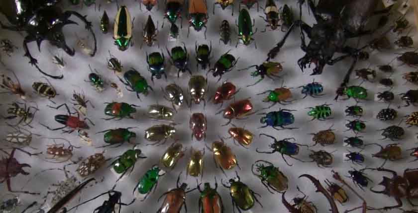 Beetles In a Museum