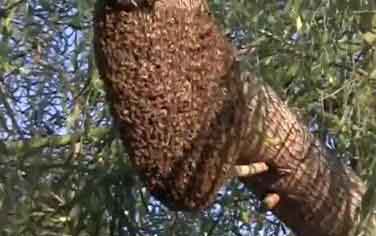 Killer Bees Swarming In Tree