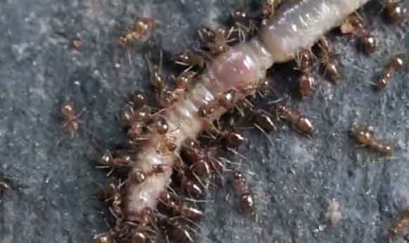 Ants Eating Earth Worm