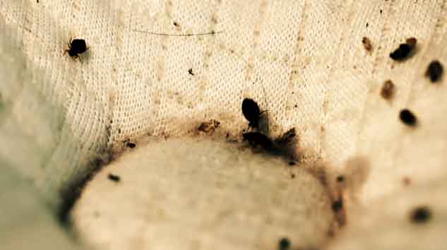 Bed Bugs on Mattress