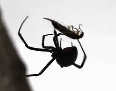 Black Widow Eating an Earwig