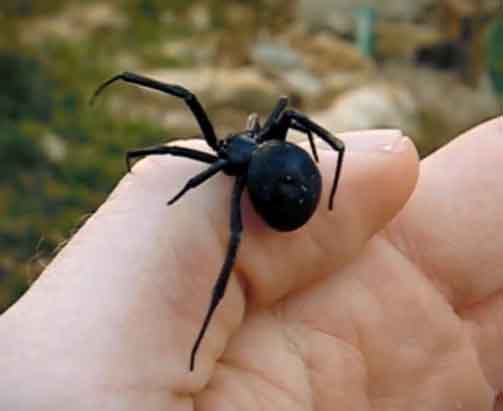 Black Widow on Hand
