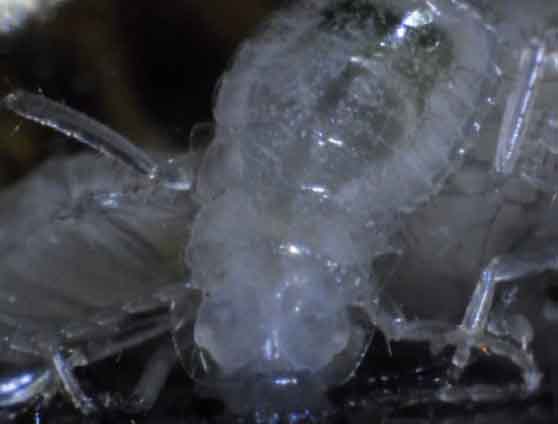 Cockroach Developing