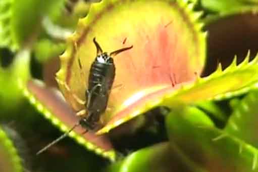 Earwig in Fly Trap