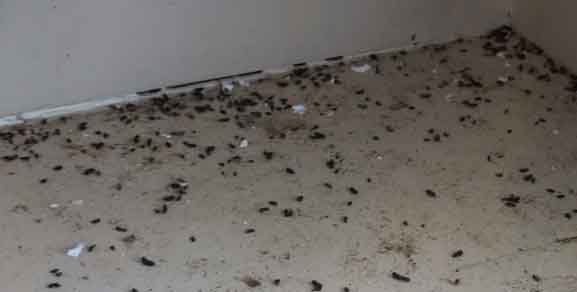 Norway Rat Droppings