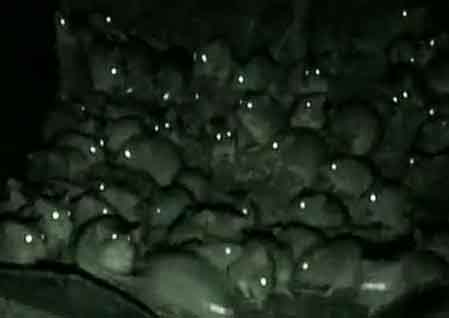 Norway Rats Night Vision
