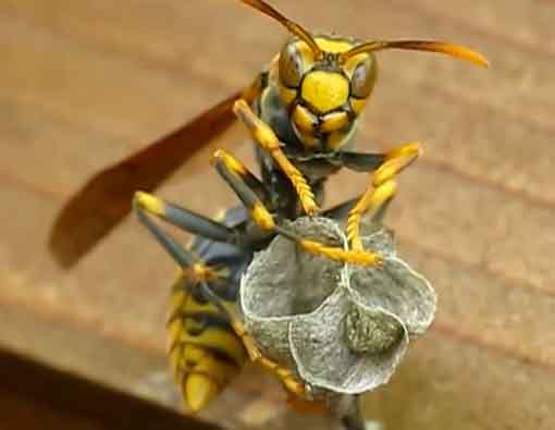 Queen Wasp Making Nest