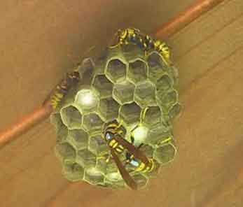 Wasp Nest Under Roof Overhang