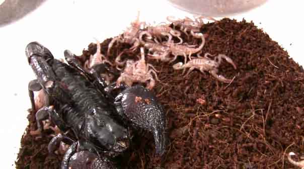 Emperor Scorpion With Babies