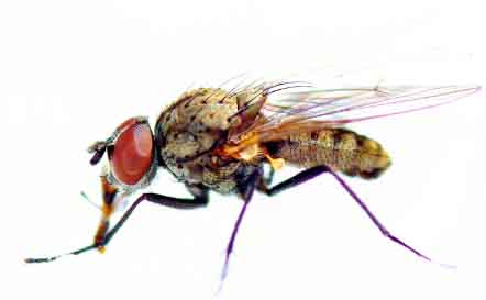 Flies Can Be Colorful
