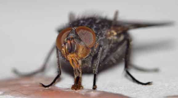 Flies Eyes