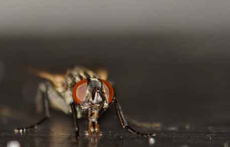 Flies Are Agile Creatures