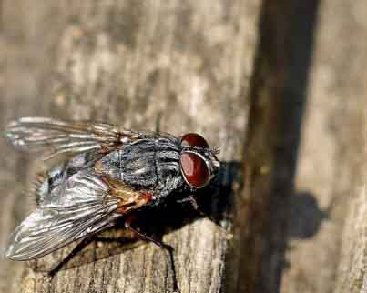 Fly Control Can Be Difficult