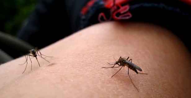 Mosquitoes Suck Blood Mosquitoes Suck Blood