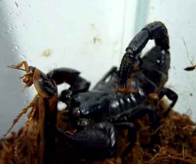 Scorpion Holding a Cockroach