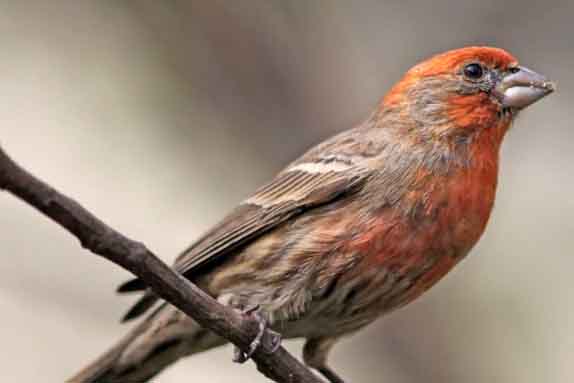 House Finch Male Bird