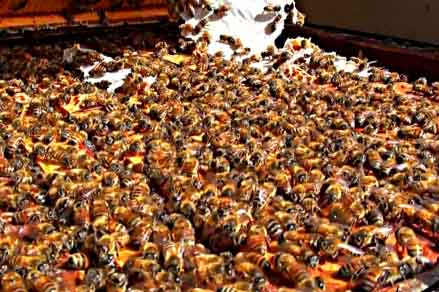 Colony Collapse Disorder
