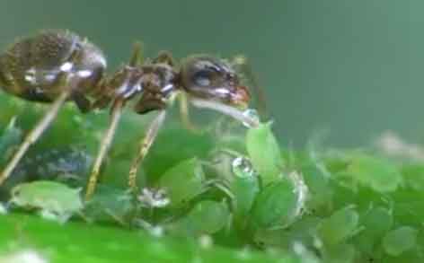 ant eating honeydew