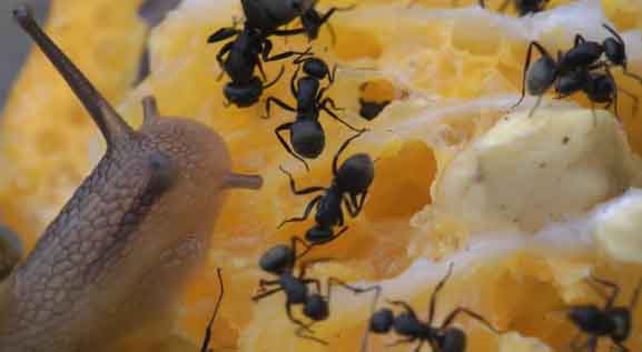 ants and snail eating orange