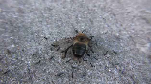 Army Ants Attacking a Bee