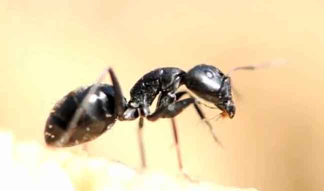 Army Ant Close Up