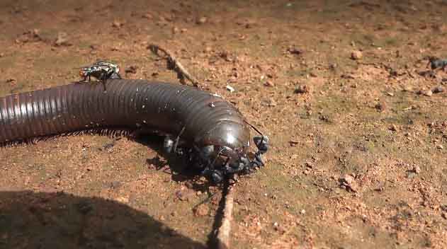 Army Ants Attacking a Millipede