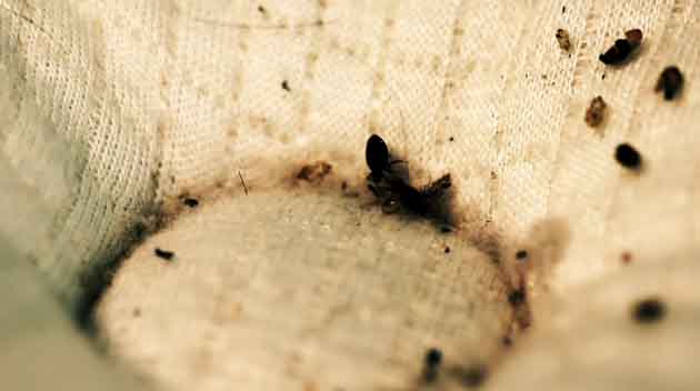bedbugs on campus mattress