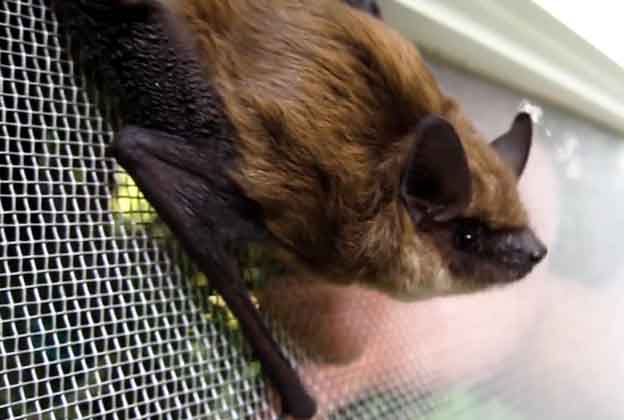 Big Brown Bat Close Up