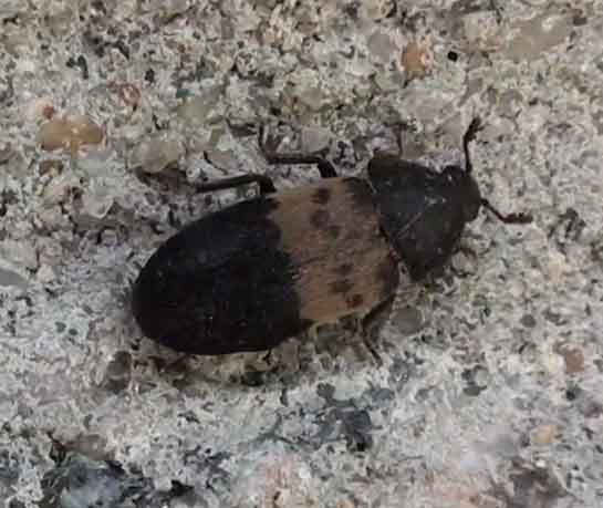 Larder Beetle