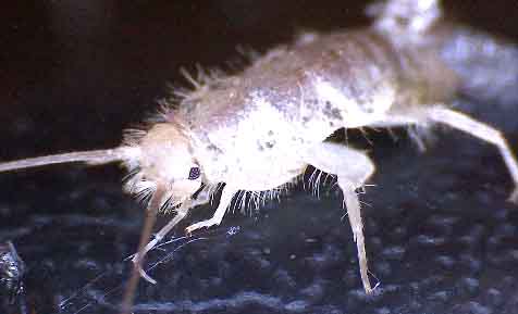 silverfish close up