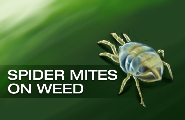 Spider Mites On Weed