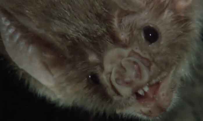 Vampire Bat Close Up