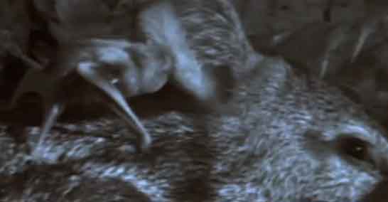 Vampire Bat Feeding on Livestock