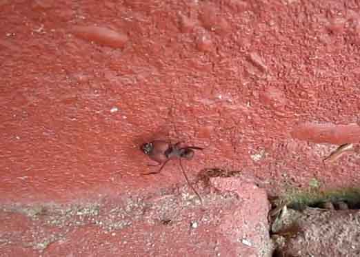 Big Headed Ant Next to Smaller Ant