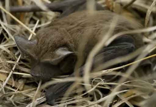 Mexican Free Tailed Bat