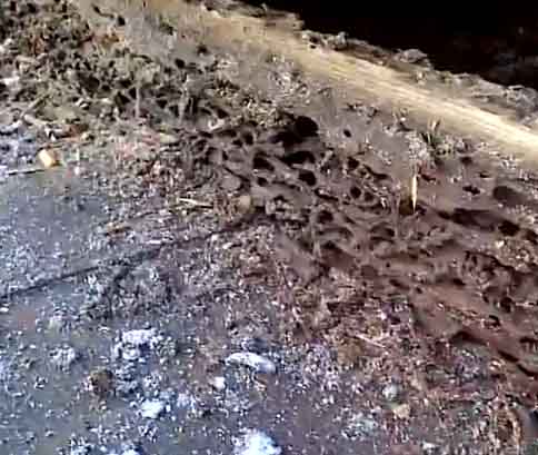 Moisture Ant damage Moisture Ant damage