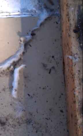 Moisture Ant infestation wet drywall Moisture Ant infestation