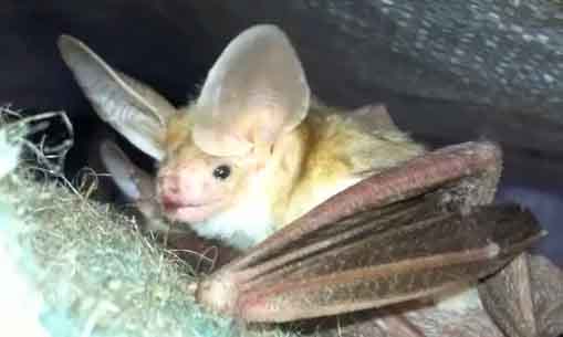 Pallid Bat