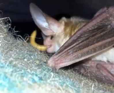 Pallid bat eating