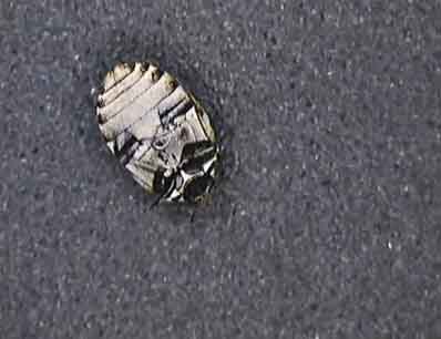 Warehouse Beetle Warehouse Beetle
