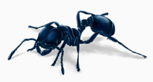 black garden ant black garden ant
