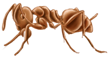 cornfield Ant