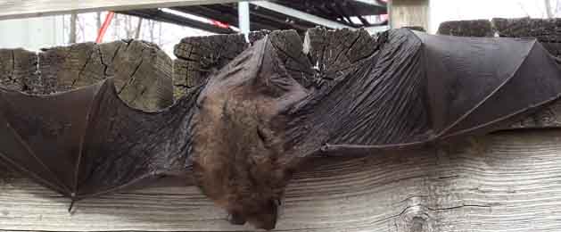 little brown bat