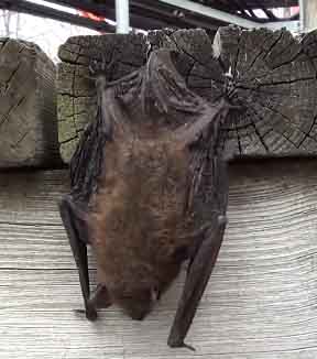 yuma myotis