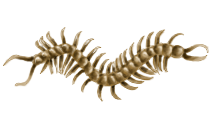 Centipede