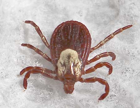 Female dog tick