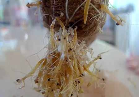 Praying mantis eggs care Praying mantis eggs care